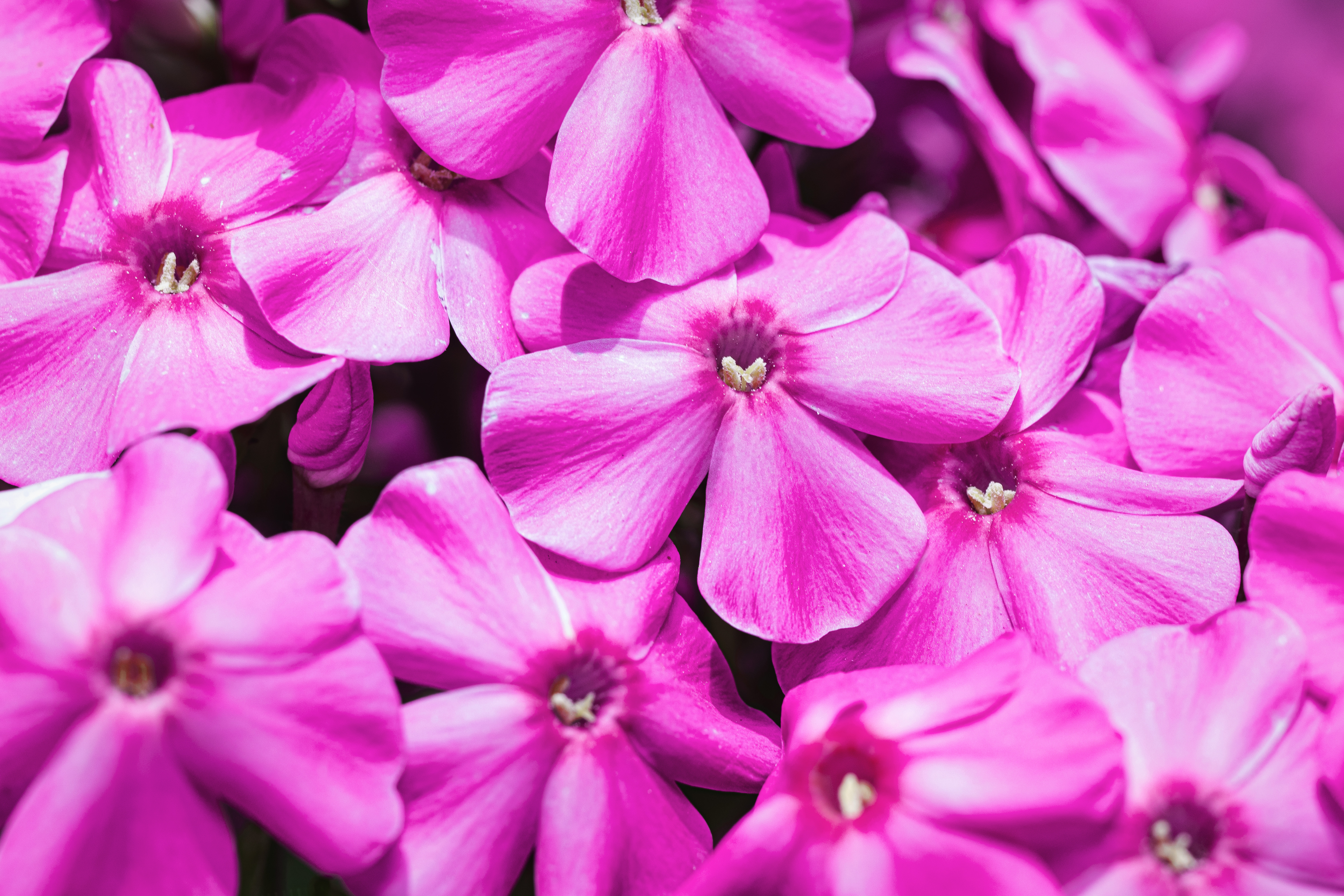Pink Floral